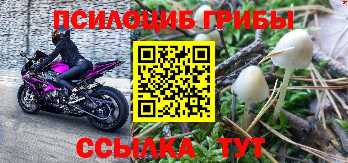 Туймазы  хочу наркоту  Псилоцибиновые грибы Psilocybe  Вход с VPN  Псилоцибиновые грибы Psilocybe 